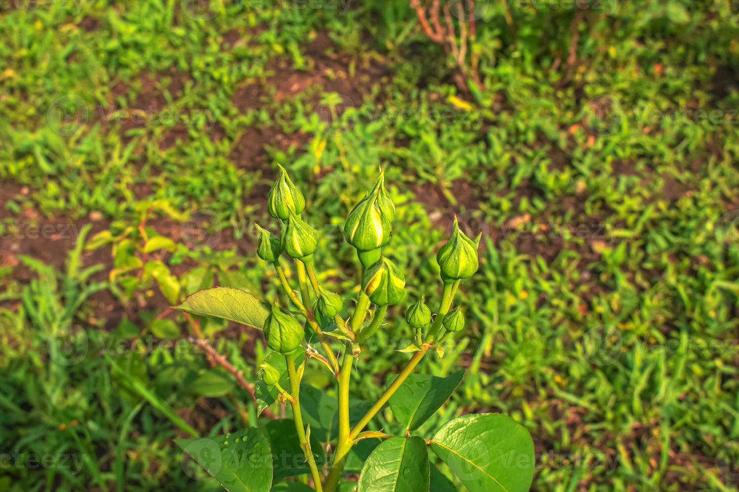 Group of rose buds on a green stem budding before blossoming in the garden. Closeup of delicate flowers growing on a wild bush with a bokeh background and copyspace photo