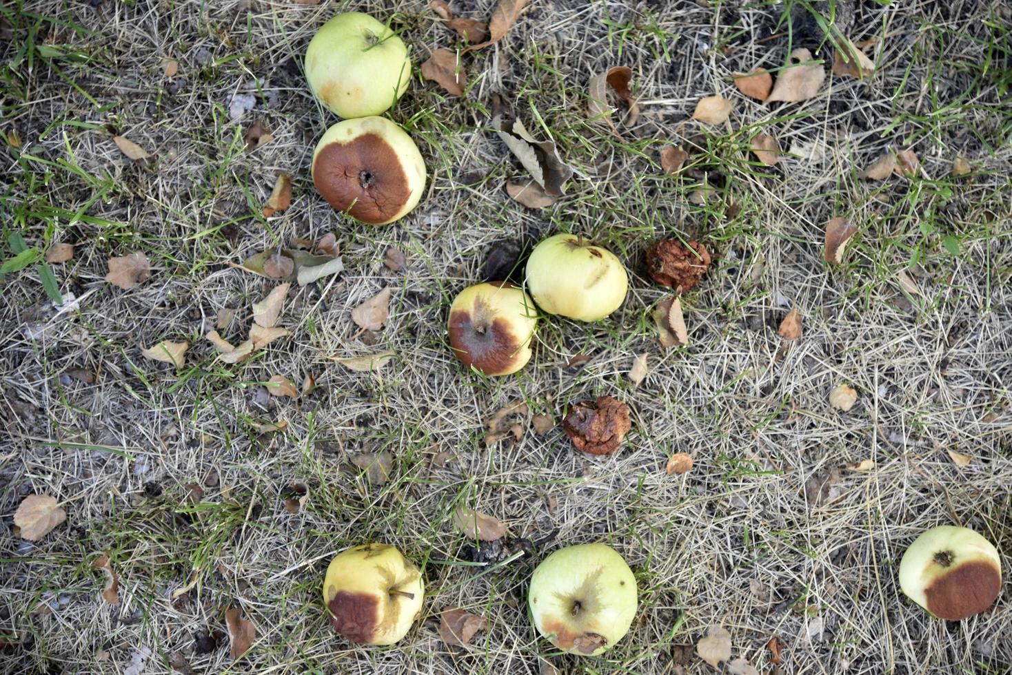 Rotten apples on the ground fallen from an apple tree in autumn. The ground is covered with fallen apples. photo