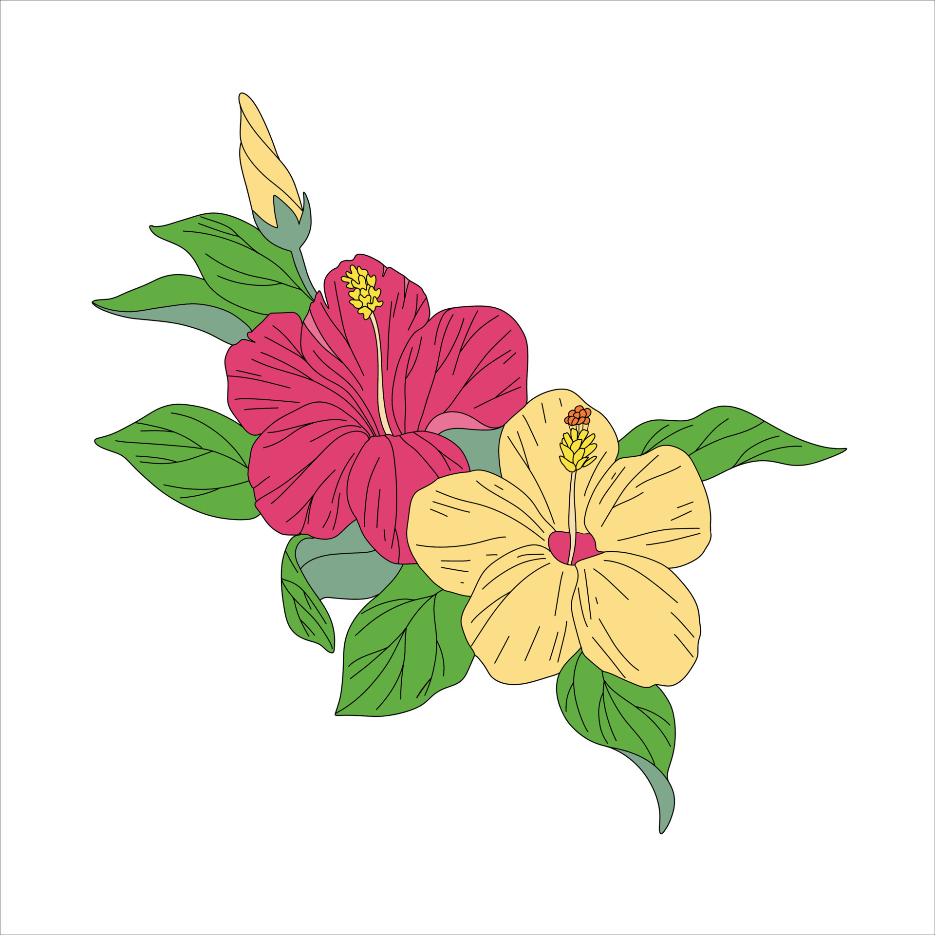 Hibiscus flower drawing  Stock Illustration 78040477  PIXTA