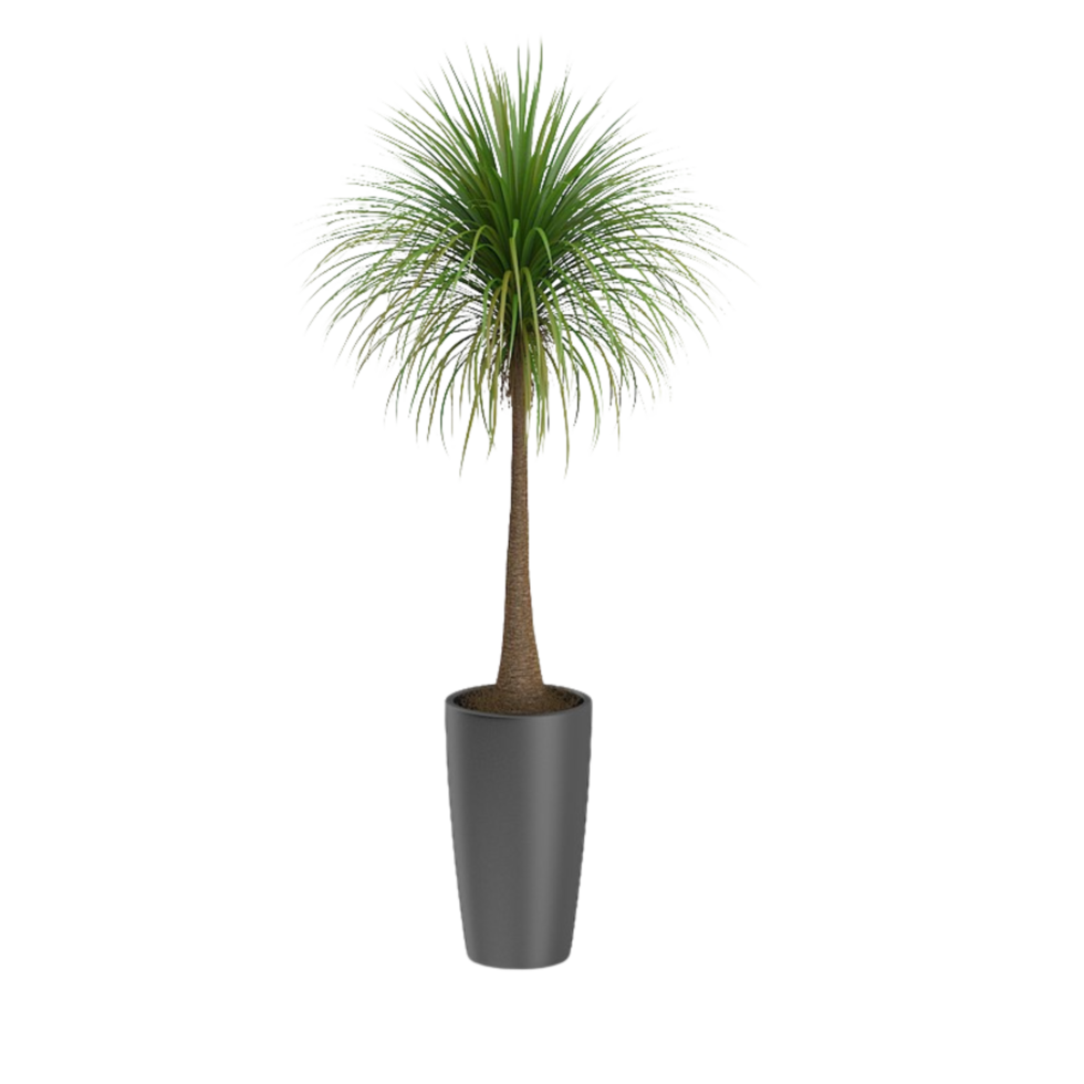 green tropical houseplant in a pot isolated on transparent background png