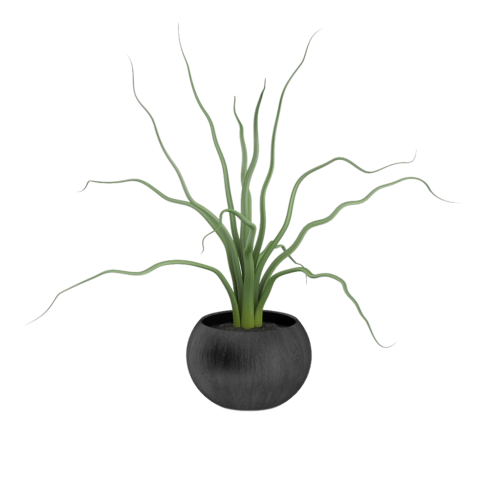 green tropical houseplant in a pot isolated on transparent background png