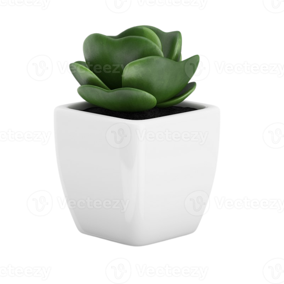 green succulent in a pot isolated on transparent background png