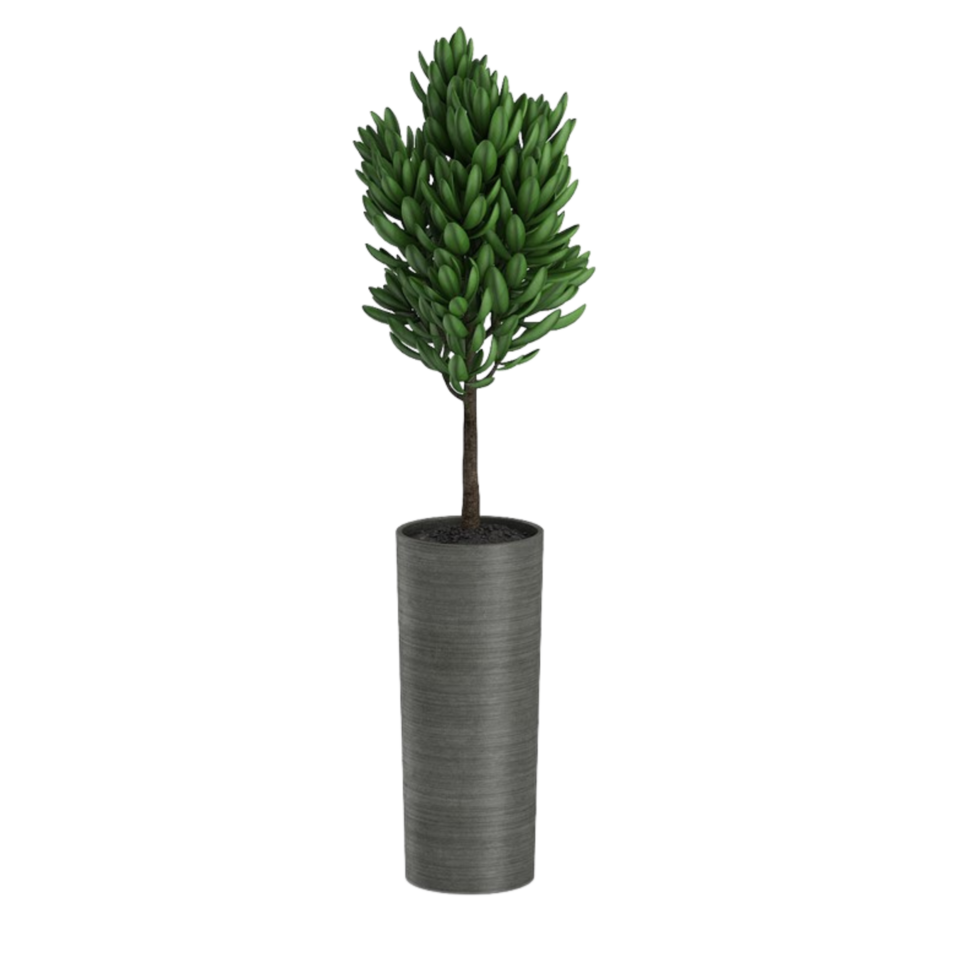 green tropical houseplant in a pot isolated on transparent background png