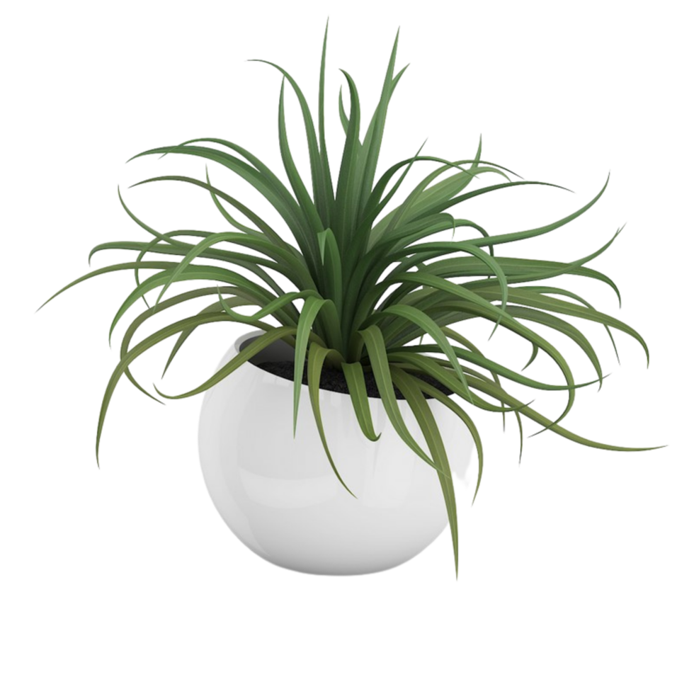 green tropical houseplant in a pot isolated on transparent background png