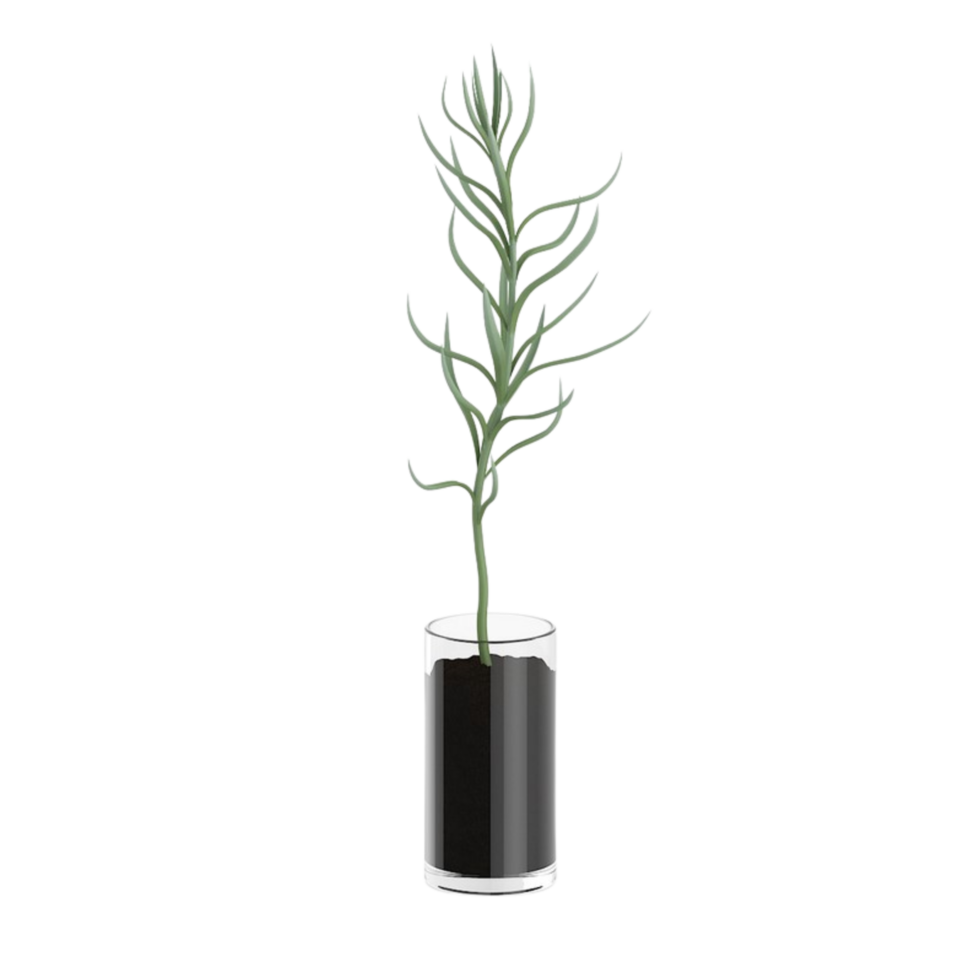 green tropical houseplant in a pot isolated on transparent background png