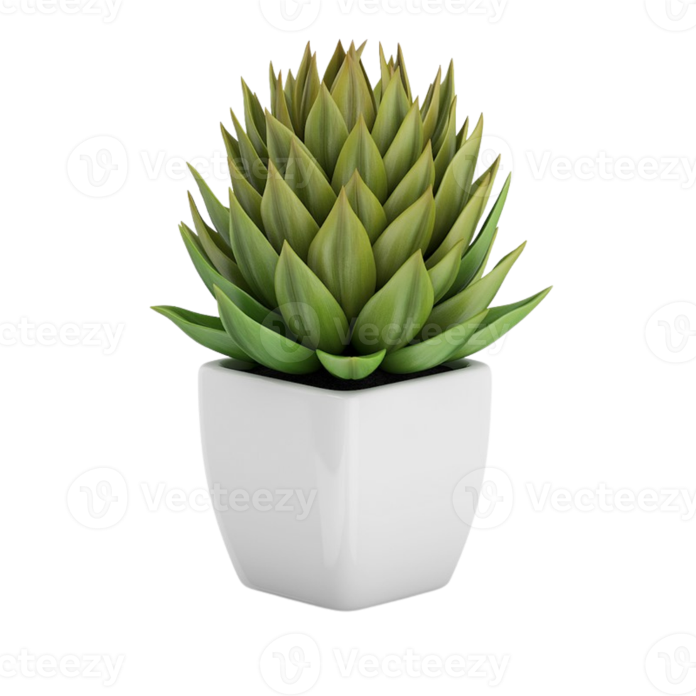 green succulent in a pot isolated on transparent background png