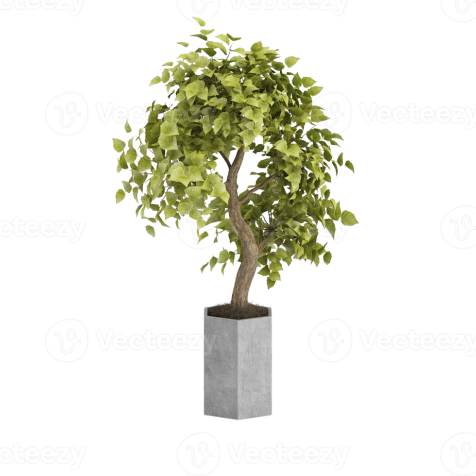green tropical houseplant in a pot isolated on transparent background png