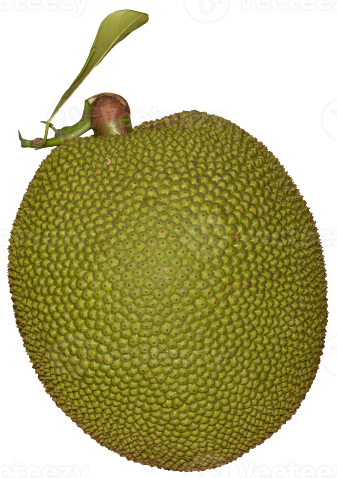 Fresh jackfruit isolate png