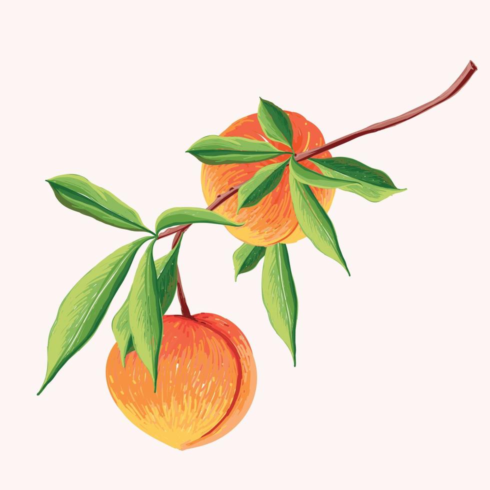 peach fruit in a branch. Botanical illustration of Peach. Half peach and leafs. vector