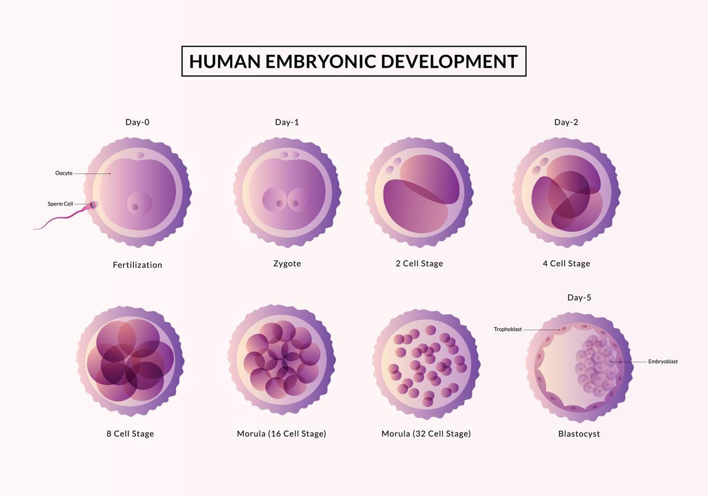The First week of Pregnancy, Stages of human embryonic development from ovulation to implantation. vector