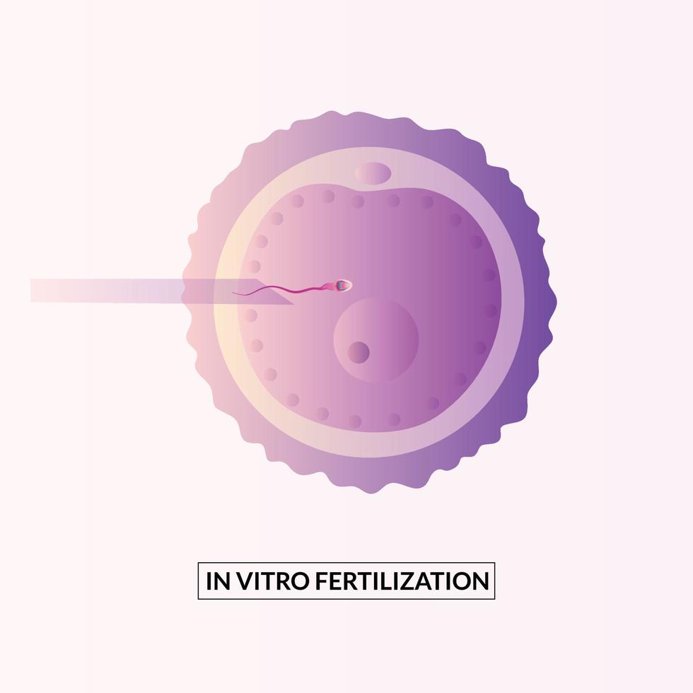 concepto de fertilización in vitro. Inseminación artificial y embarazo. vector