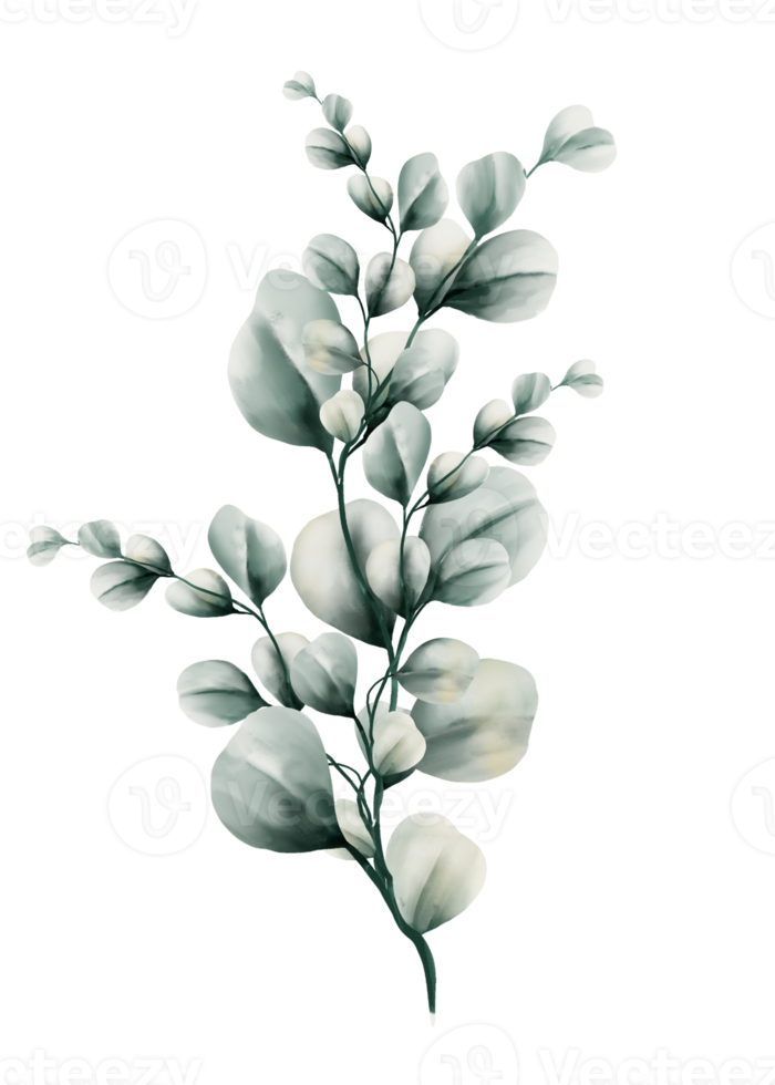 eukalyptus löv vattenfärg png