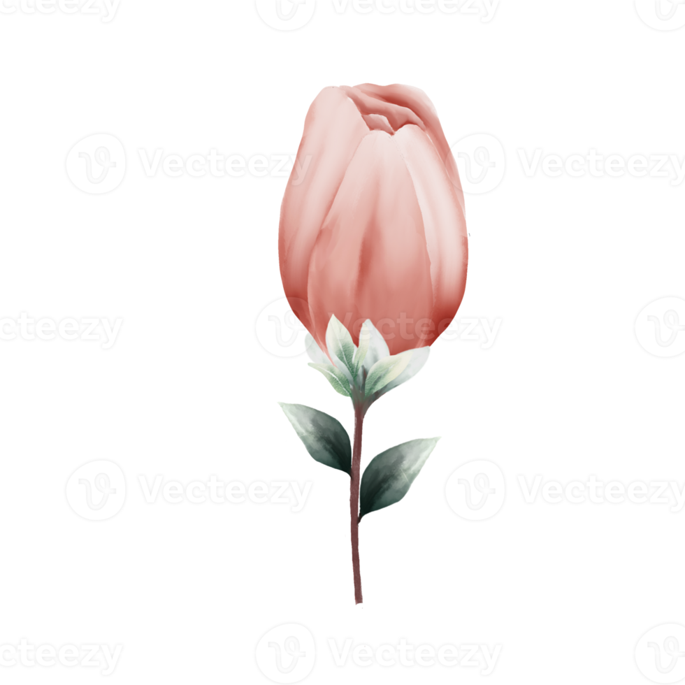 watercolor cherry blossoms png