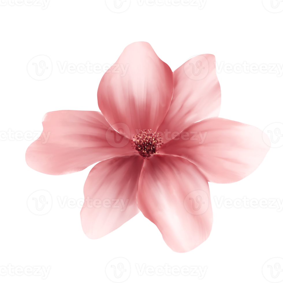 waterverf kers bloesems png