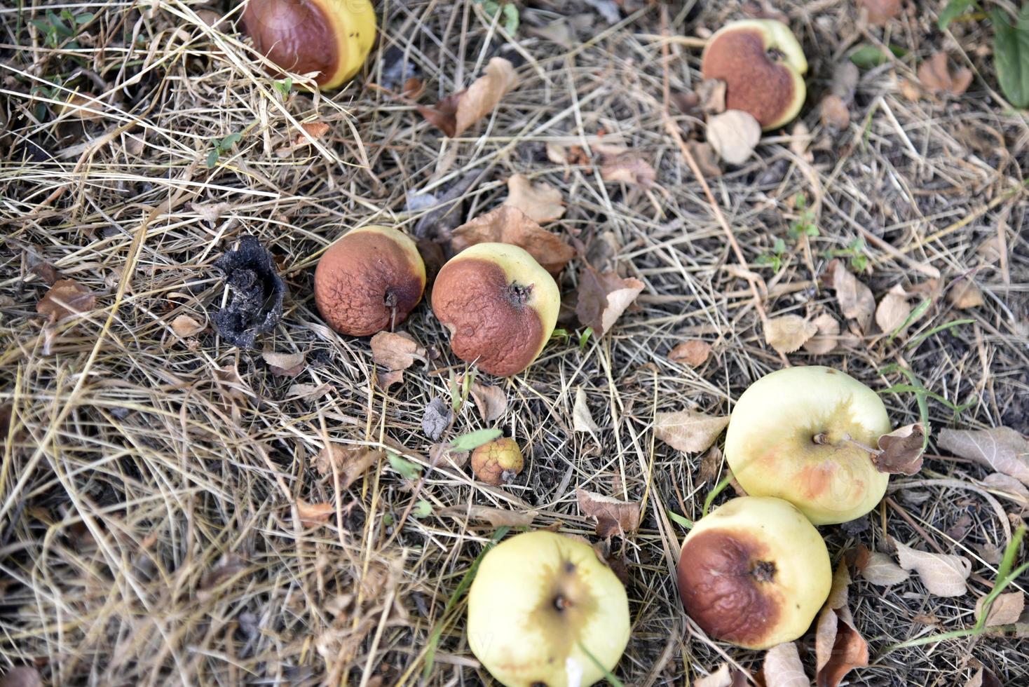 Rotten apples on the ground fallen from an apple tree in autumn. The ground is covered with fallen apples. photo