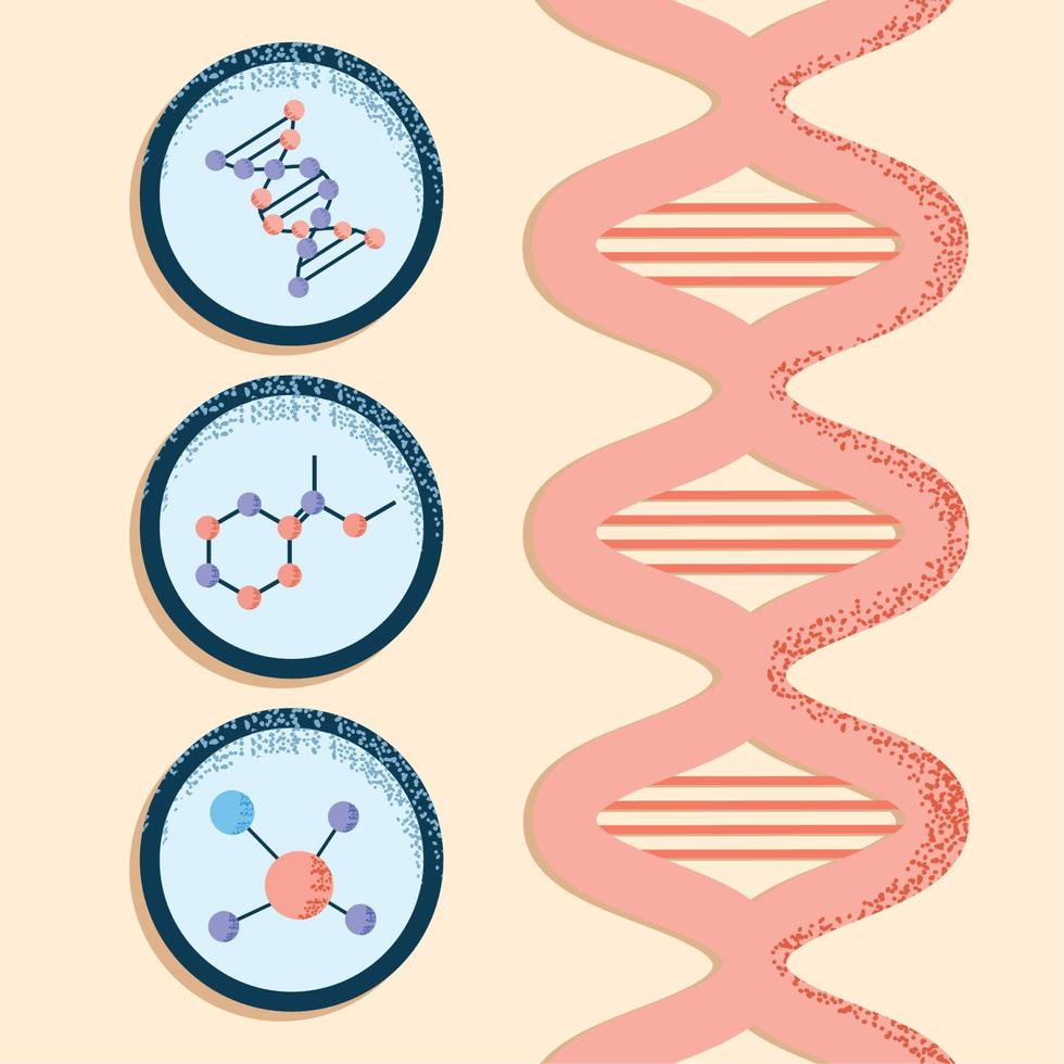 biología de la estructura del adn vector