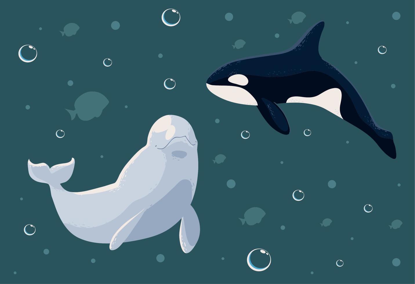 beluga y ballena orca vector