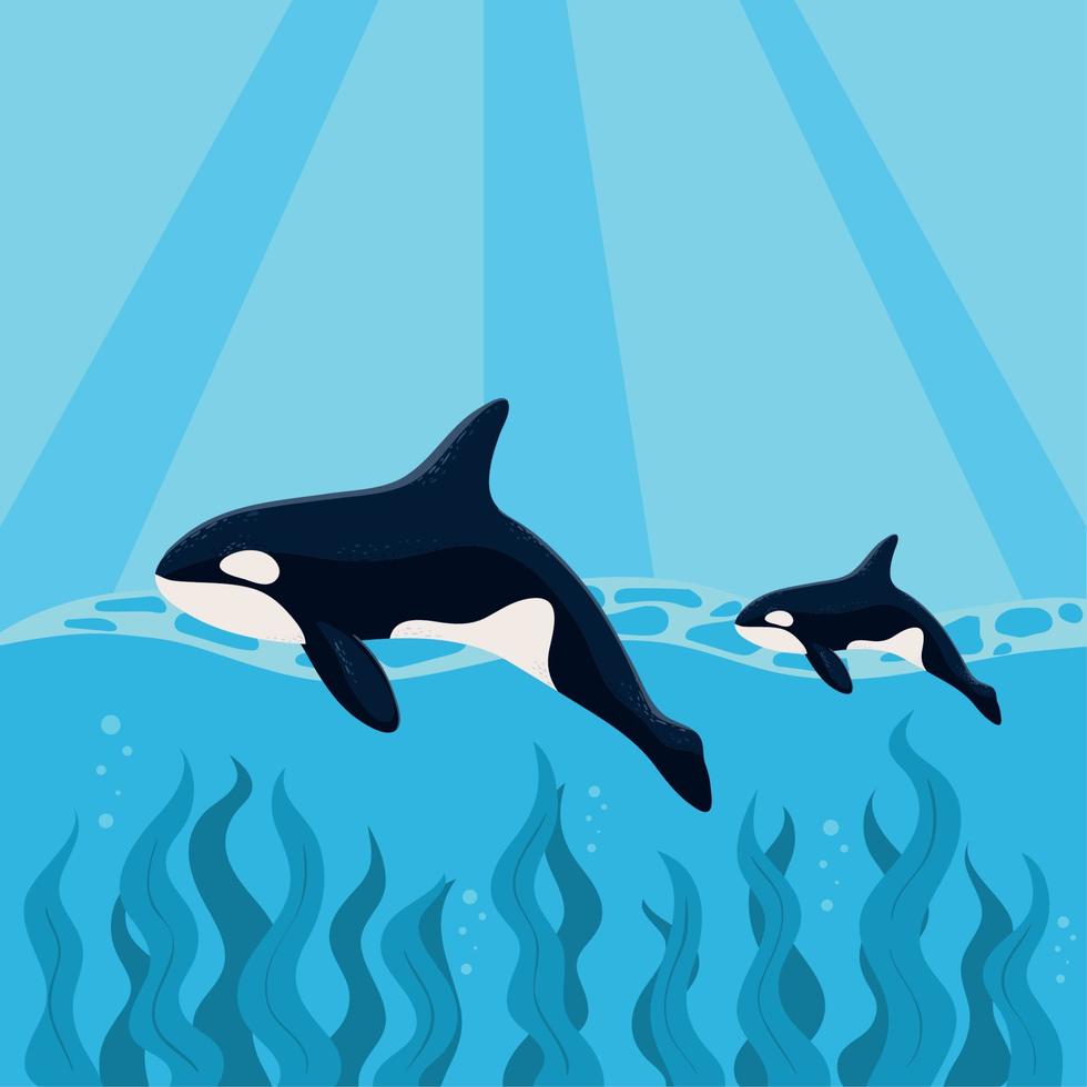 orca whales swimming in ocean vector