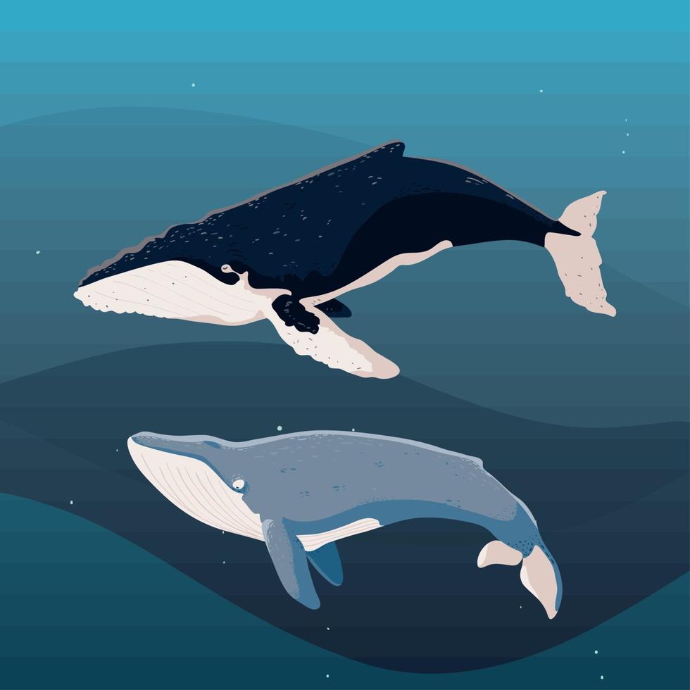 whales underwater life vector