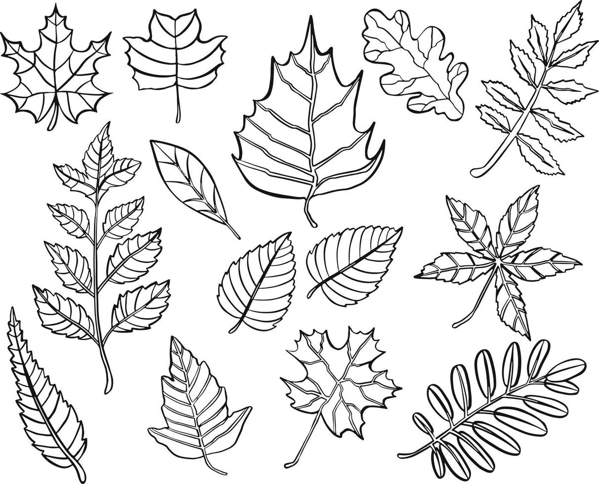 Autumn leaves pattern, seamless background and illustration vector