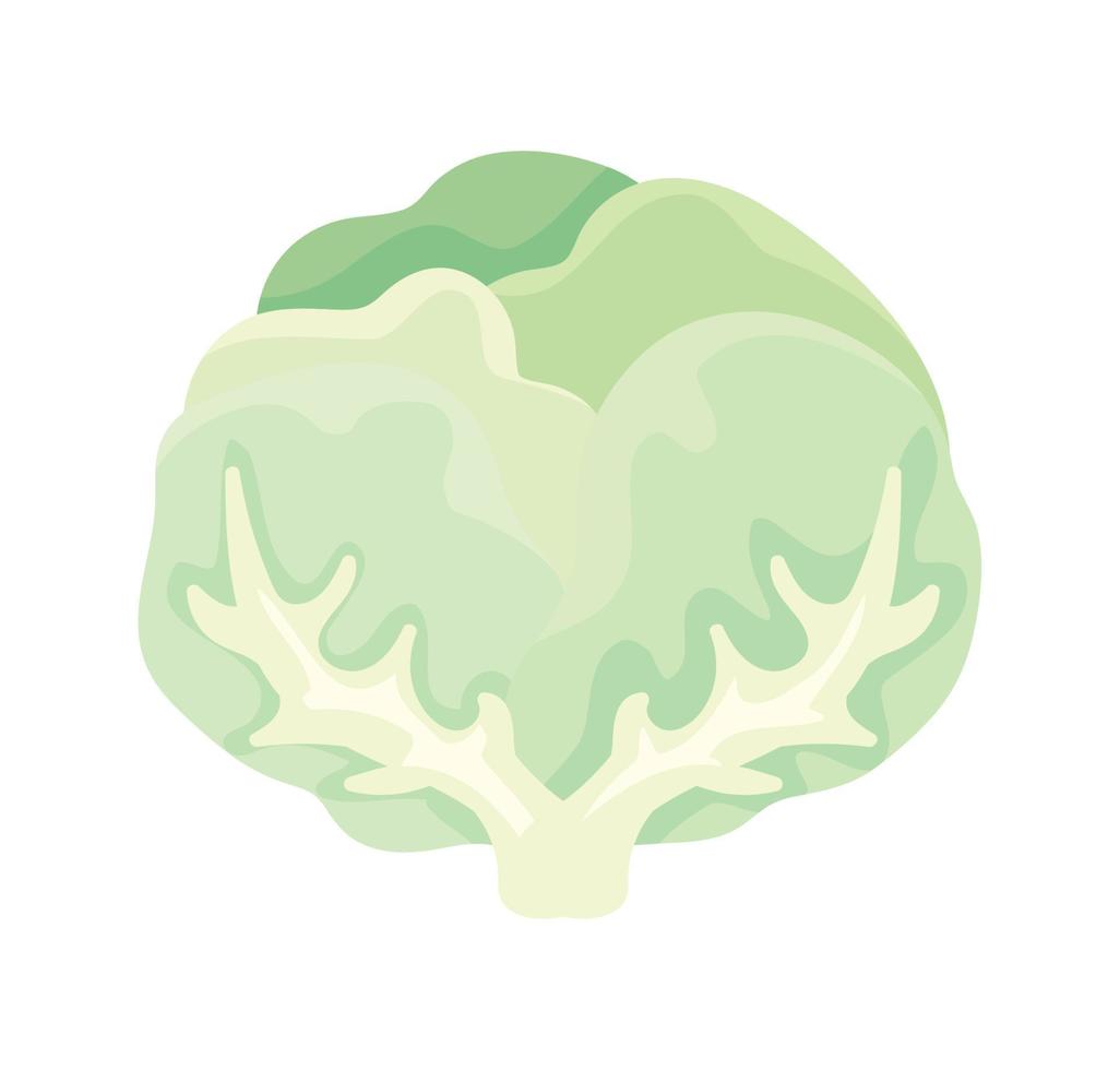 cabbage nature icon vector