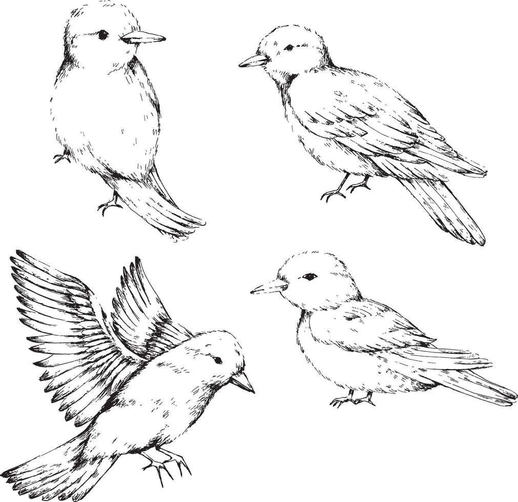 boceto de arte lineal de pájaros animales vector