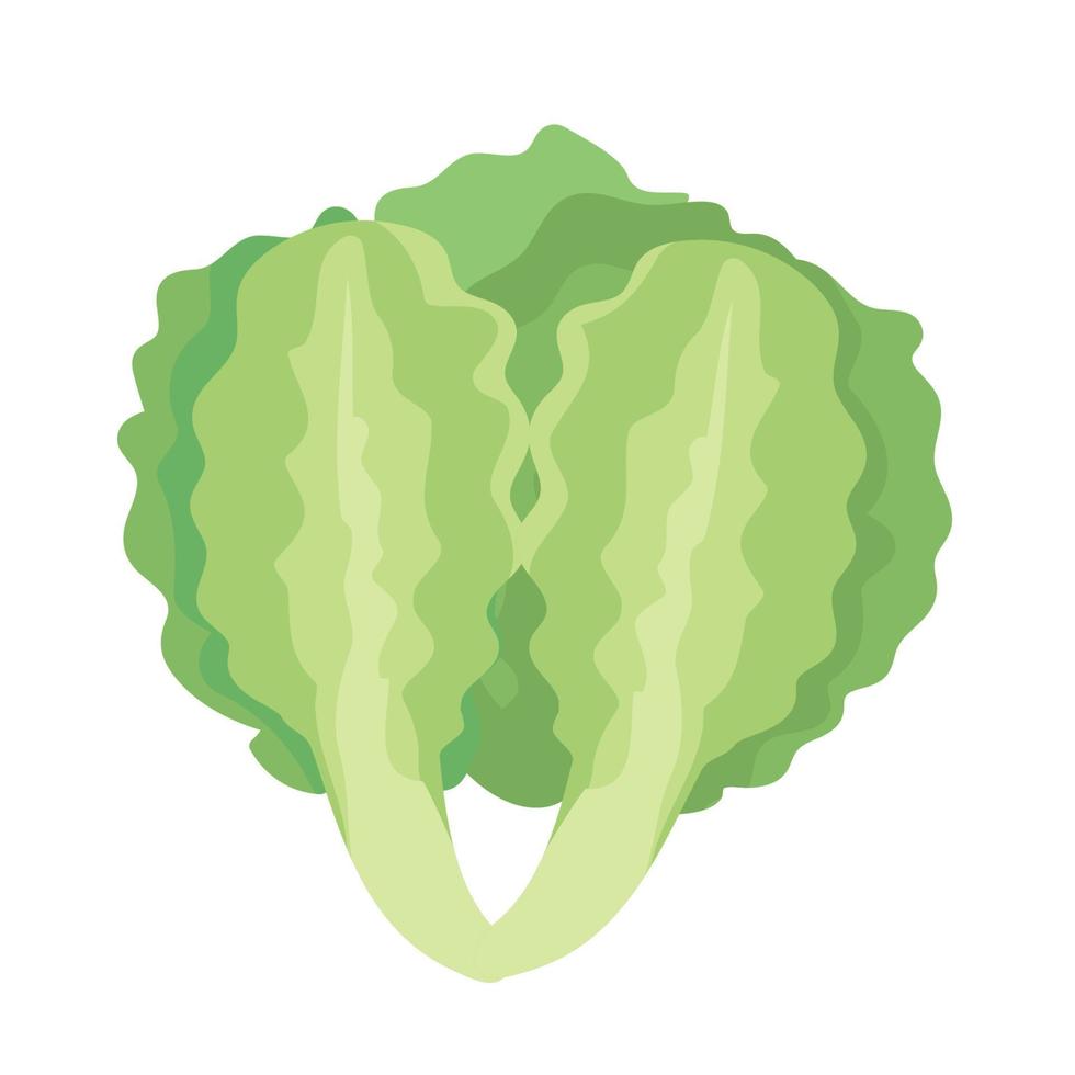 fresh green lettuce vector