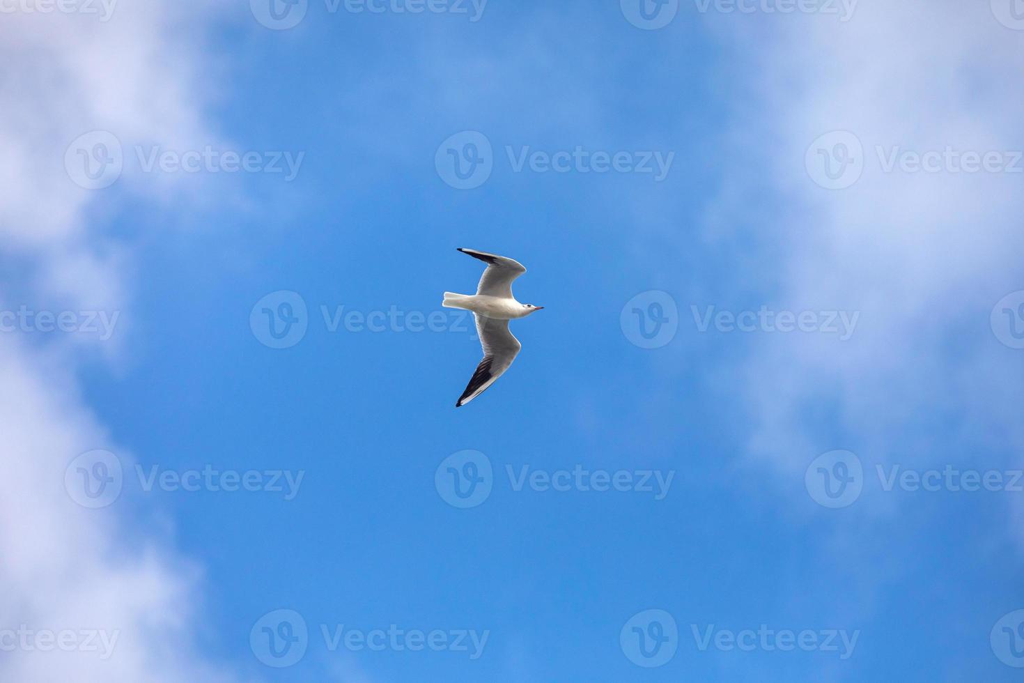 Bird Flying SEAGULL Isolated Sky Symbol of Freedom Concept. white seagull in the sky photo