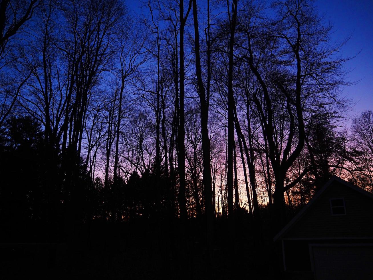 Winter Forest At Night photo