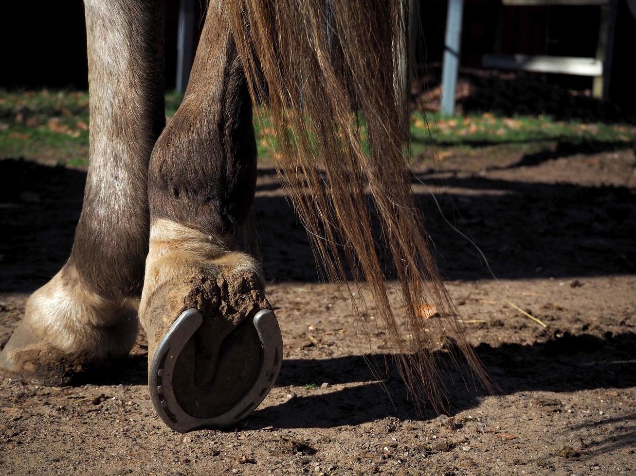 Horse Resting Hoof on Ground photo