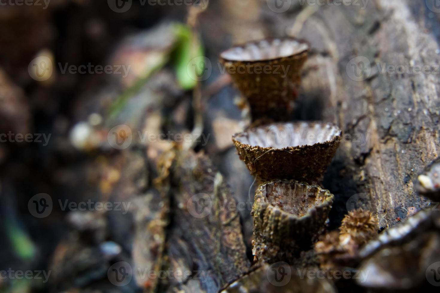 beautiful closeup of forest mushrooms in grass, autumn season. little fresh mushrooms, growing in Autumn Forest. mushrooms and leafs in forest. Mushroom picking concept. photo