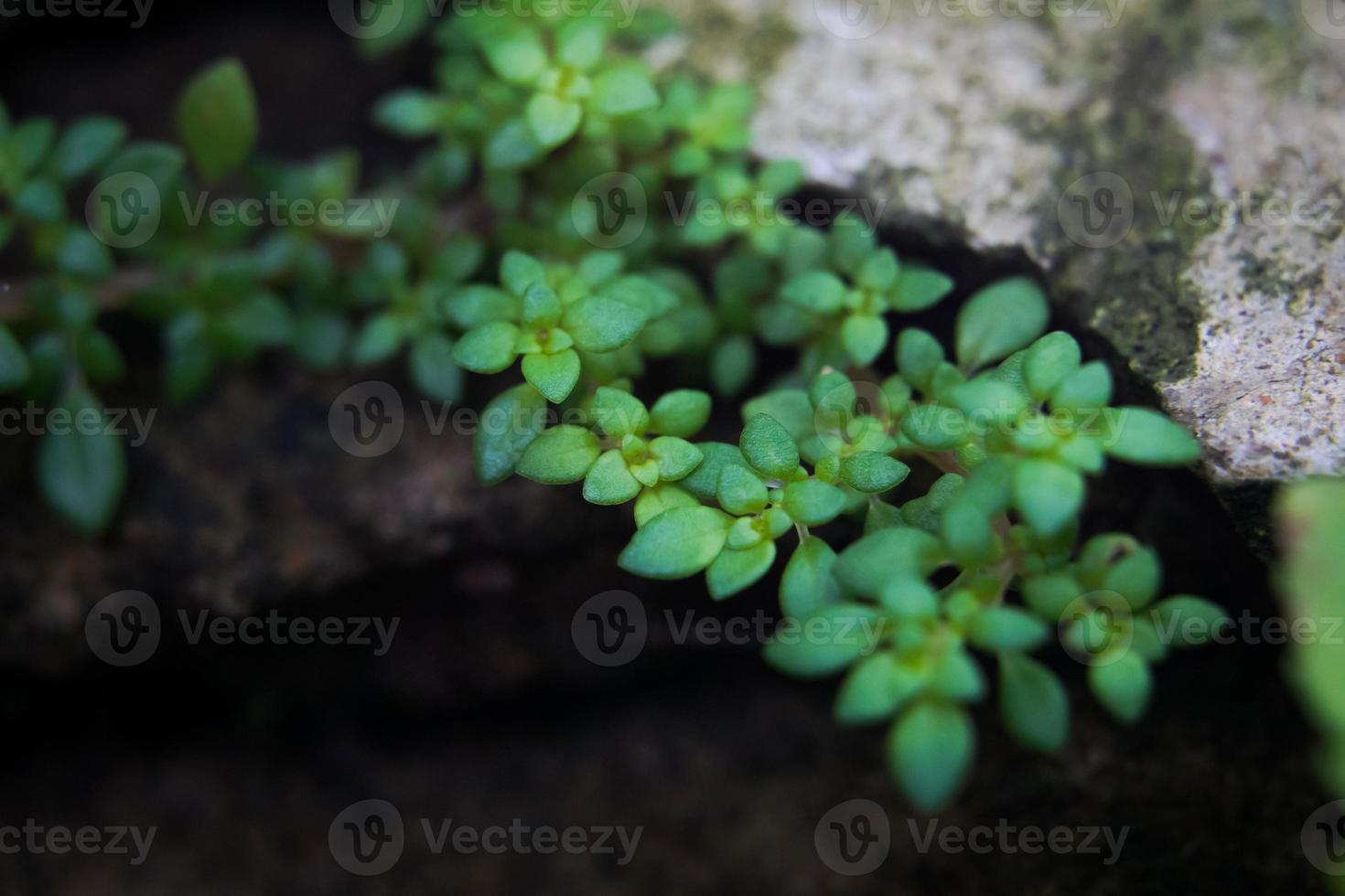 The tiny flowers and grasses that are formed after rainwater are essential to living things. photo