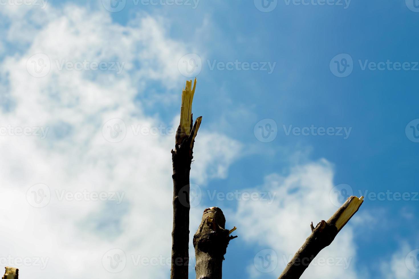 A cut out of wood on a sky background.  It is the destruction of nature, affecting the environment.  cause global warming  reduce the amount of oxygen. photo