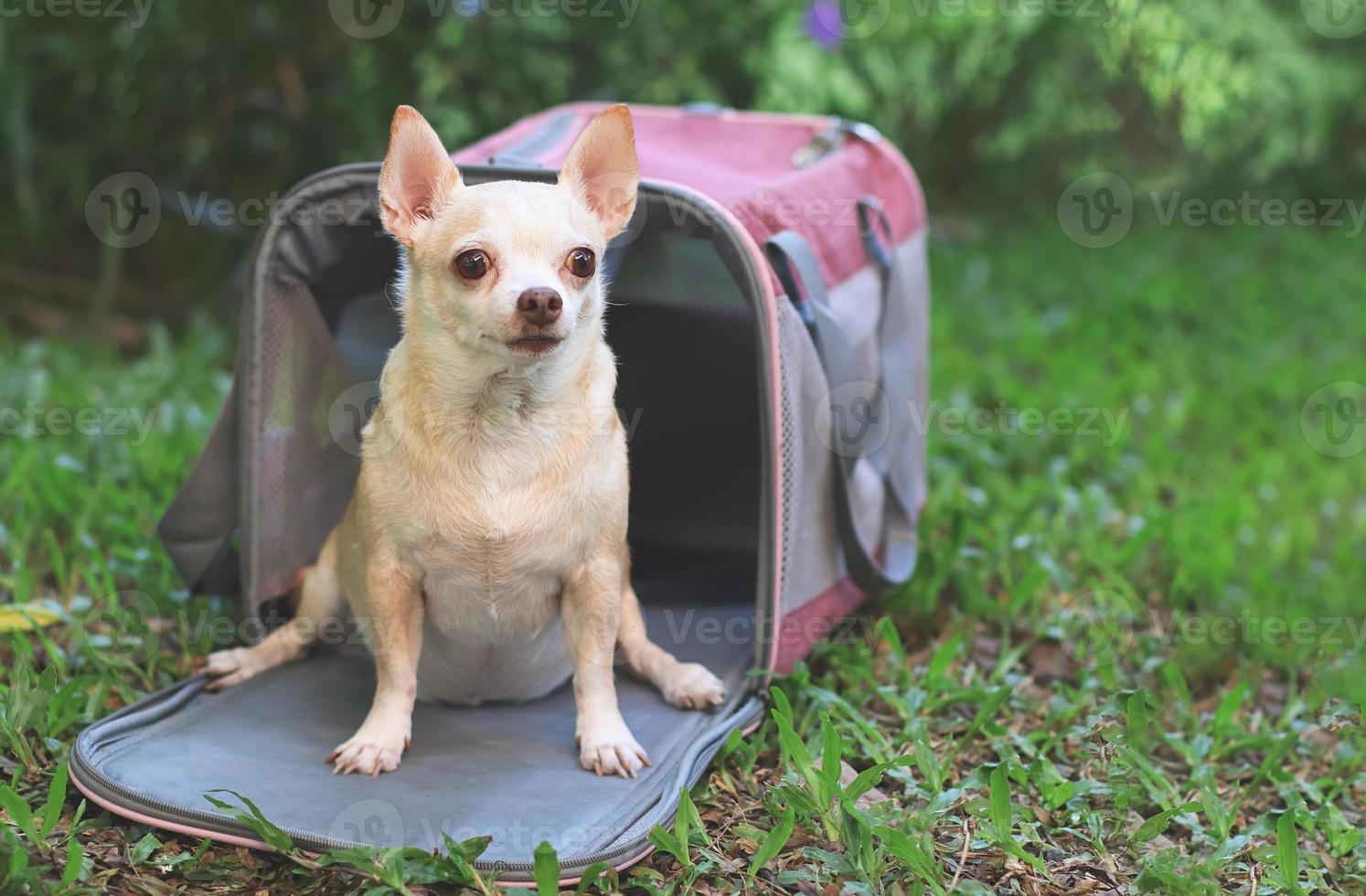 perro chihuahua de pelo corto marrón sentado frente a una bolsa de transporte de mascotas de viajero de tela rosa sobre hierba verde en el jardín, listo para viajar. viaje seguro con animales. foto