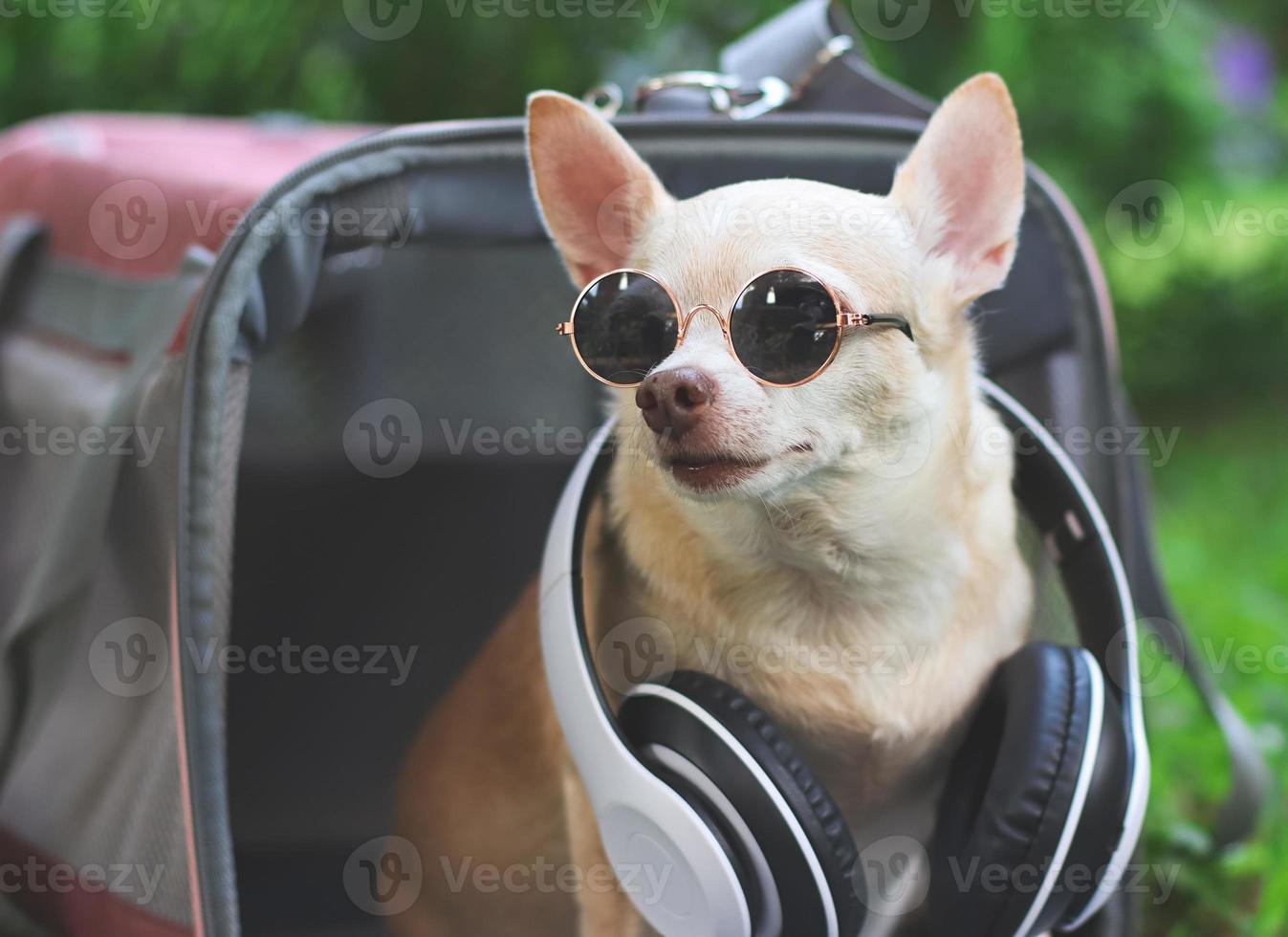brown chihuahua dog wearing sunglasses and headphones around neck sitting  in pink fabric traveler pet carrier bag on green grass in the garden, ready to travel. Safe travel with animals. photo
