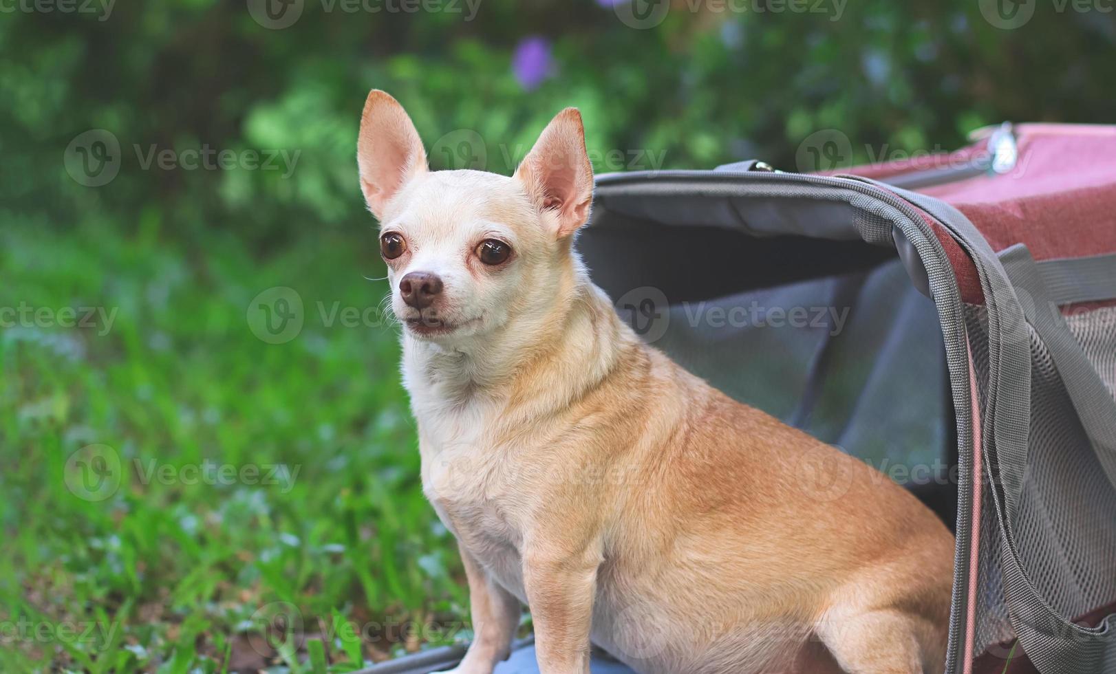 perro chihuahua marrón sentado frente a una bolsa de viaje de tela rosa sobre hierba verde en el jardín, mirando la cámara, listo para viajar. viaje seguro con animales. foto