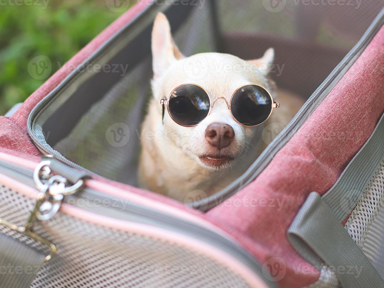 brown short hair  Chihuahua dog wearing sunglasses, sitting in pink fabric traveler pet carrier bag on green grass, looking up, ready to travel. Safe travel with animals. photo