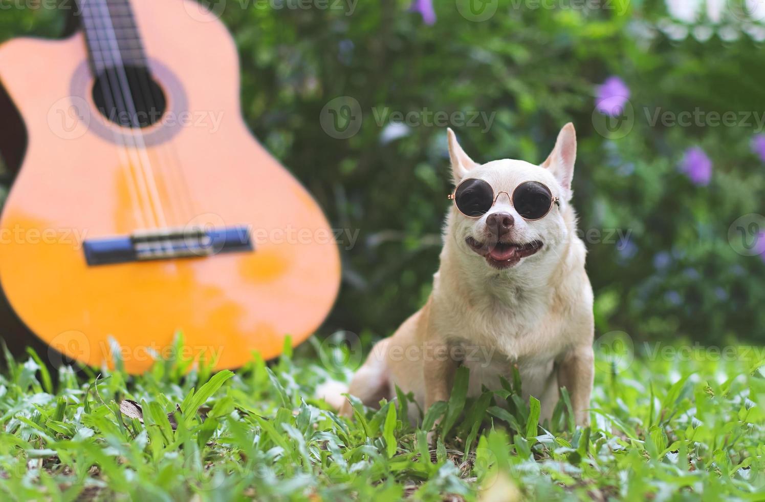 feliz perro chihuahua de pelo corto marrón con gafas de sol sentado con guitarra acústica en pastos verdes en el jardín, sonriendo con la lengua fuera foto