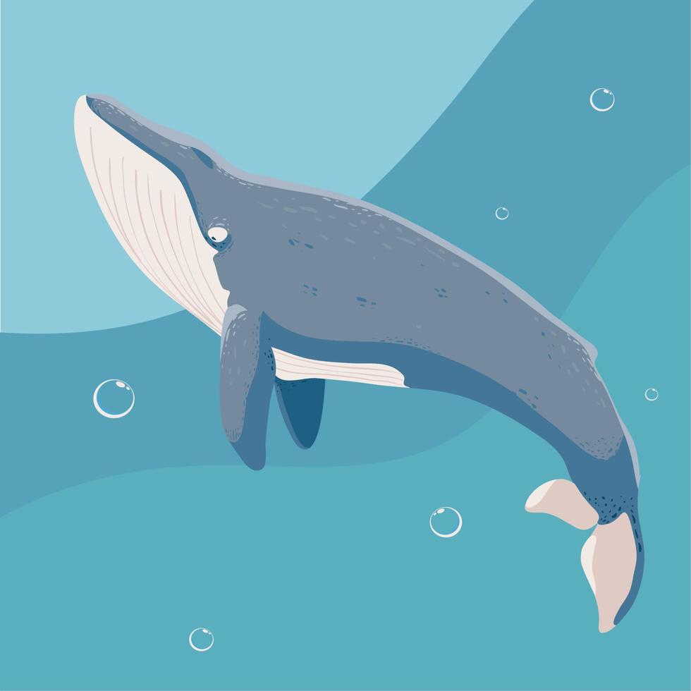 blue whale sea vector