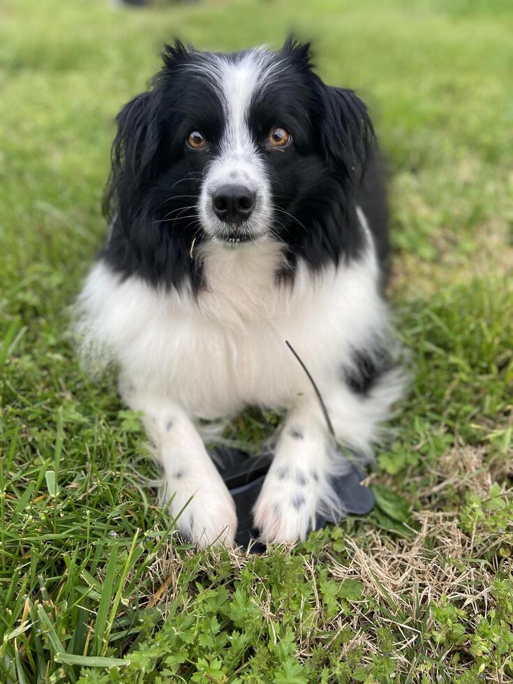 Black and White Dog Laying Down photo