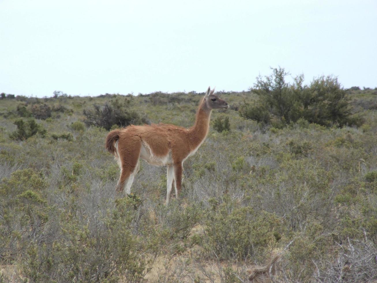 Guanaco, Lama guanicoe, in the wild in patagonia photo