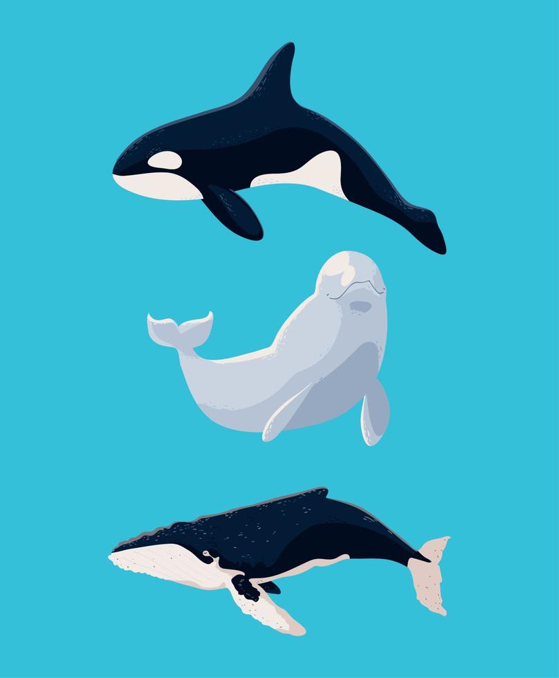 set of whales vector