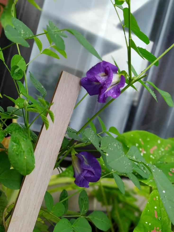 Butterfly pea flowers in front of the balcony in the morning. photo