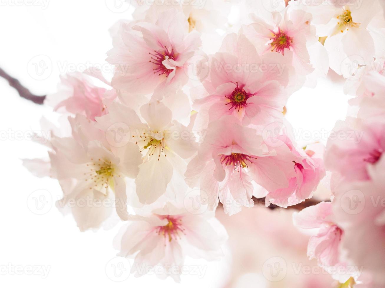 Pink and White Cherry Blossoms photo