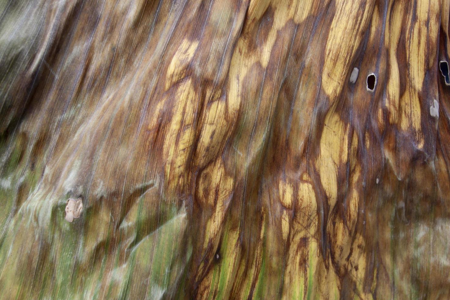Textures of Dried banana leaf for background. photo