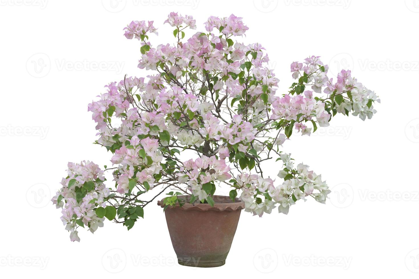 White and Pink Bougainvillea flower bloom in brown pot isolated on white background with clipping path. photo