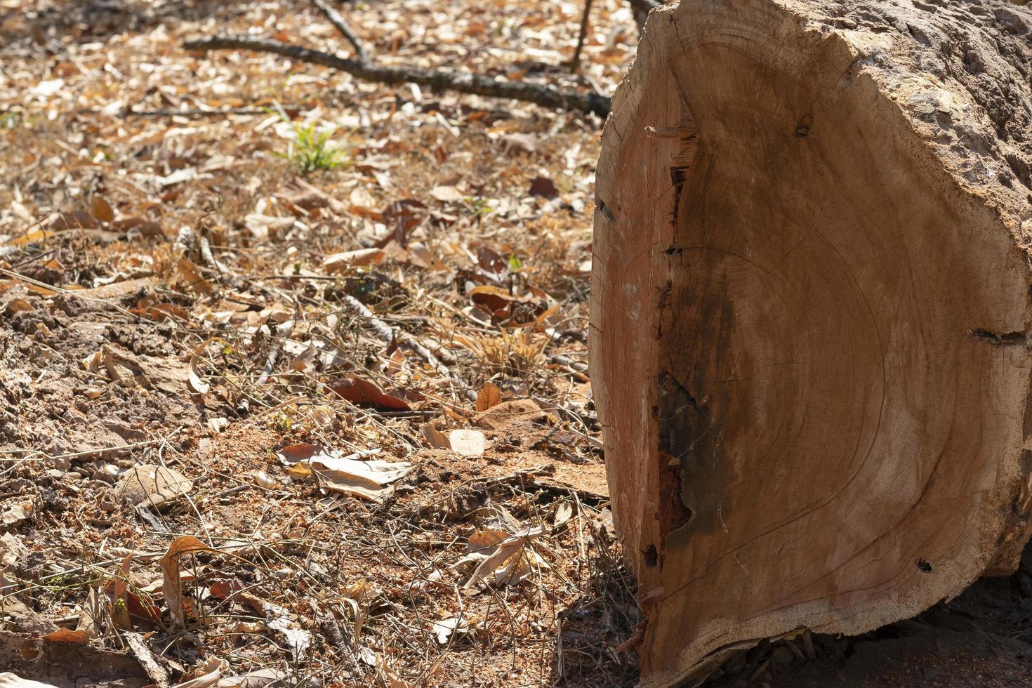 Big trees that have been cut down, leaving only tree stumps