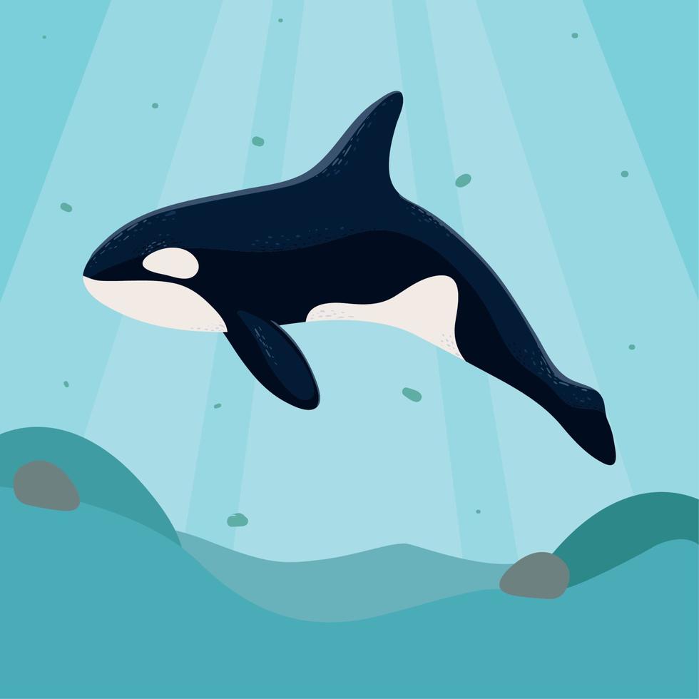 orca whale sea life vector