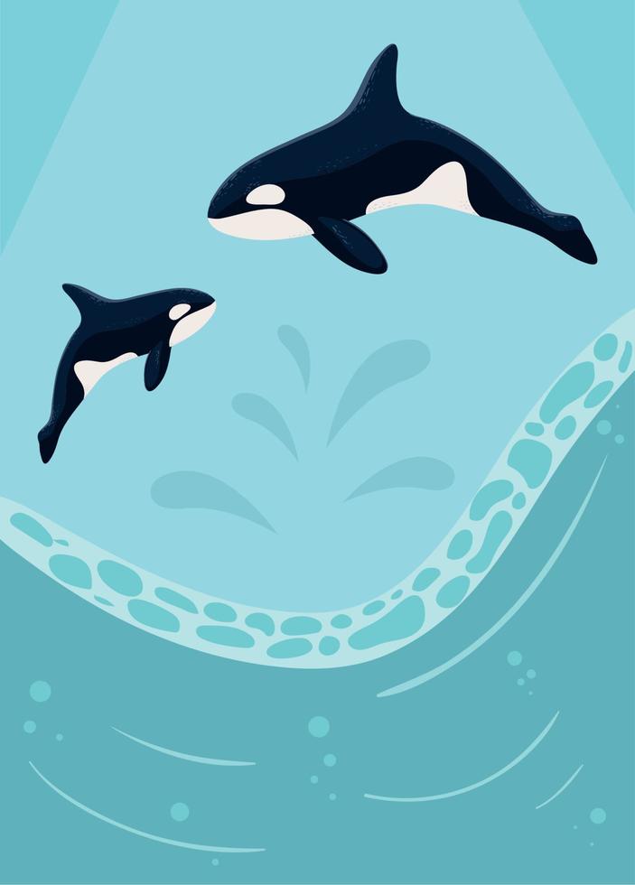 orca whales marine life vector