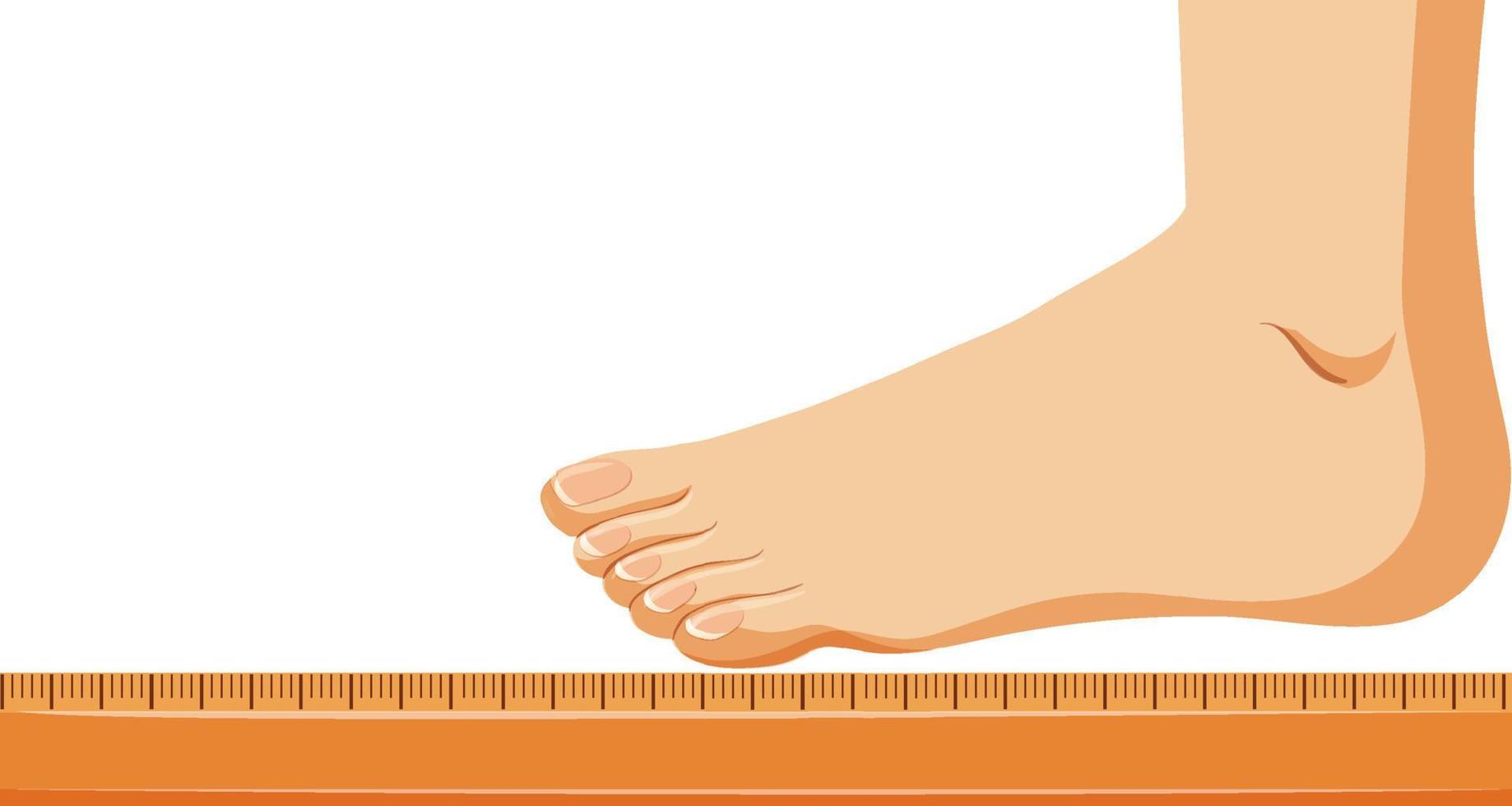 Measuring foot size vector